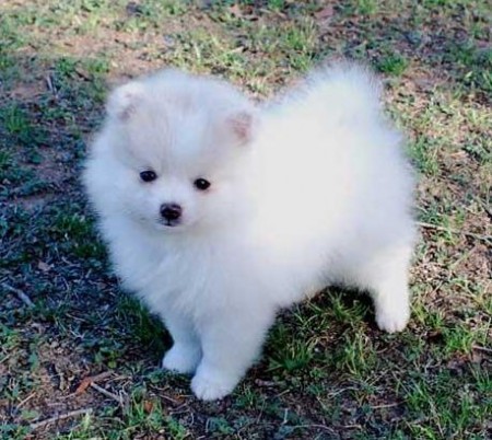 POMERANIA