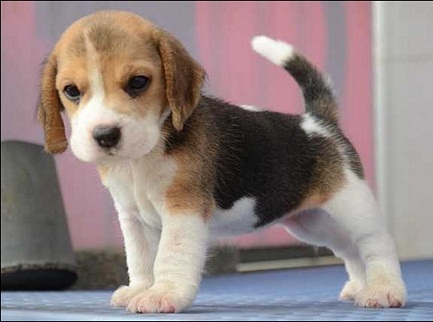 BEAGLE