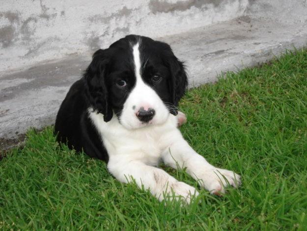 SPRINGER
