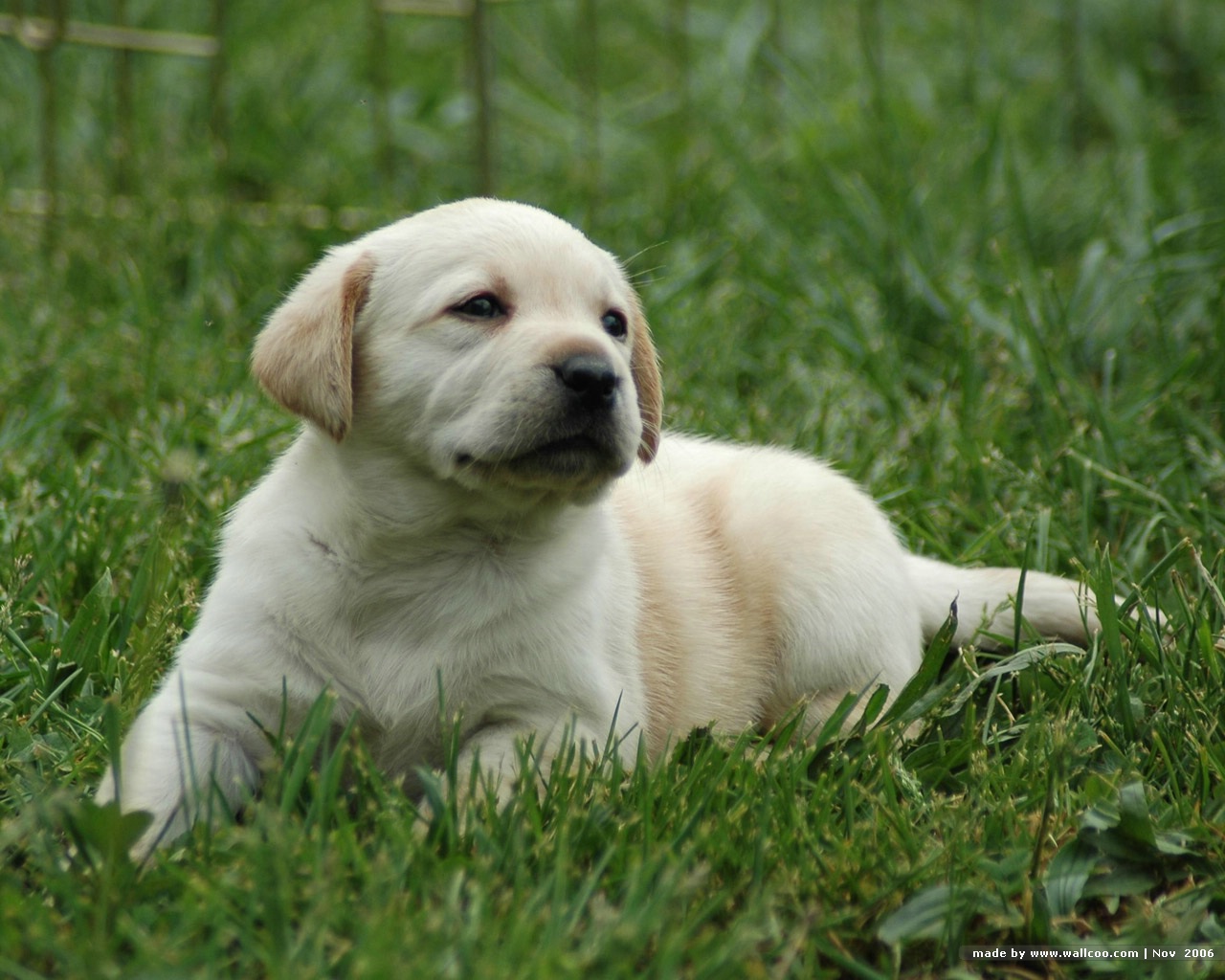 LABRADOR