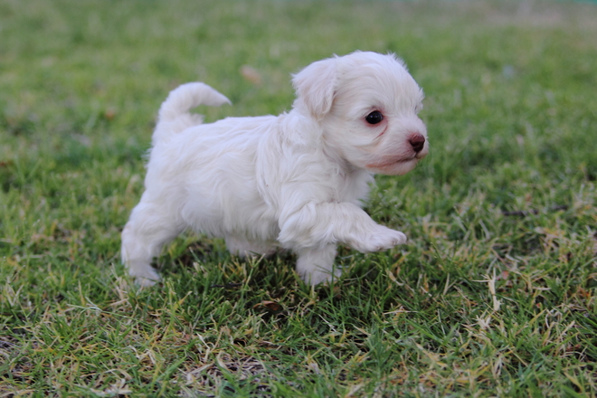 FRENCH POODLE