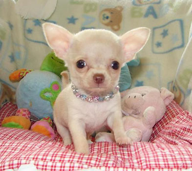 CHIHUAHUA