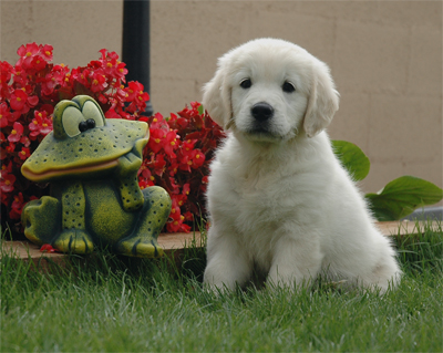 GOLDEN RETRIVER